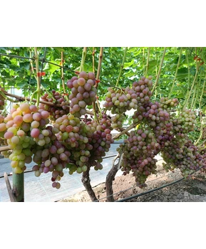 Виноград Ливия | Купить виноград Ливия фото 71