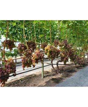 Виноград Ливия | Купить виноград Ливия фото 86