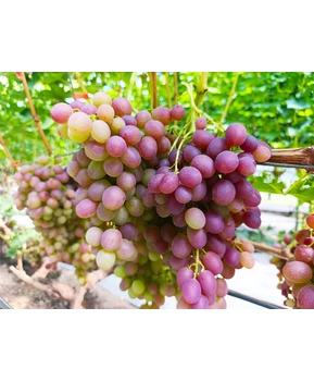 Виноград Ливия | Купить виноград Ливия фото 92