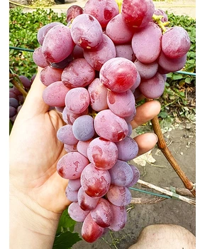 Виноград Клубничный | Купить виноград Клубничный фото 22