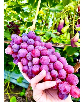 Виноград Клубничный | Купить виноград Клубничный фото 28