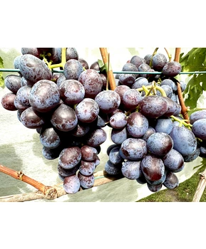 Виноград Подарок Несветая | Купить виноград Подарок Несветая фото 11