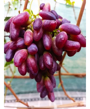 Виноград Полтавский маникюр | Купить виноград Полтавский маникюр фото 21