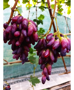 Виноград Полтавский маникюр | Купить виноград Полтавский маникюр фото 37