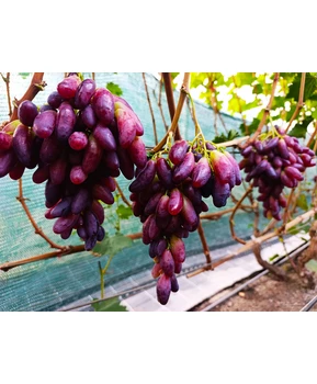 Виноград Полтавский маникюр | Купить виноград Полтавский маникюр фото 41