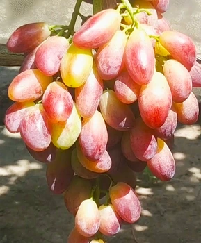 Виноград Полтавский маникюр | Купить виноград Полтавский маникюр фото 54