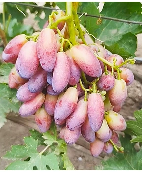 Виноград Полтавский маникюр | Купить виноград Полтавский маникюр фото 63