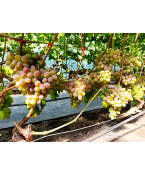 Виноград Самсон | Купить виноград Самсон фото 41