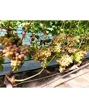 Виноград Самсон | Купить виноград Самсон фото 54