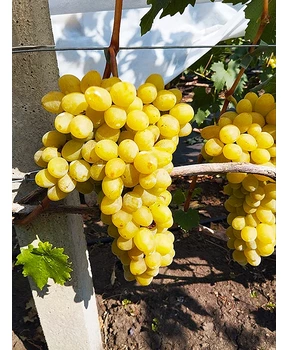 Виноград Слава Украине | Купить виноград Слава Украине фото 11