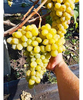 Виноград Слава Украине | Купить виноград Слава Украине фото 31