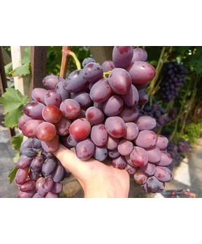 Виноград Торнадо | Купить виноград Торнадо фото 31