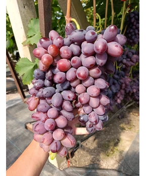 Виноград Торнадо | Купить виноград Торнадо фото 53
