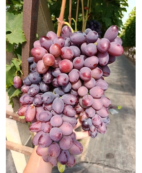 Виноград Торнадо | Купить виноград Торнадо фото 18