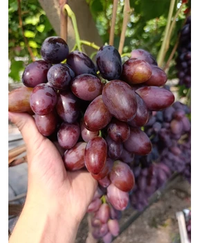 Виноград Торнадо | Купить виноград Торнадо фото 15