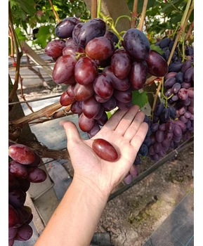 Виноград Торнадо | Купить виноград Торнадо фото 22