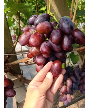 Виноград Торнадо | Купить виноград Торнадо фото 28