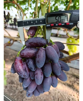 Виноград Флагман | Купить виноград Флагман фото 16