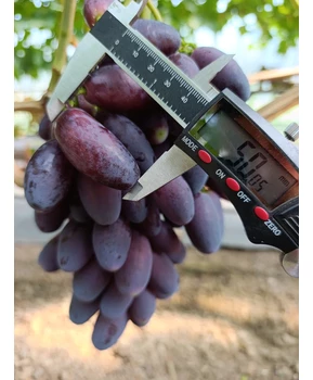 Виноград Флагман | Купить виноград Флагман фото 11