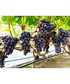Виноград Флагман | Купить виноград Флагман фото 31