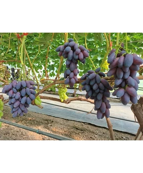 Виноград Флагман | Купить виноград Флагман фото 18