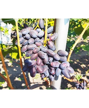 Виноград Флагман | Купить виноград Флагман фото 41