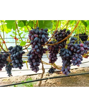 Виноград Флагман | Купить виноград Флагман фото 54