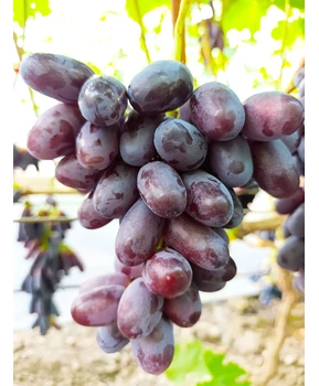 Виноград Флагман | Купить виноград Флагман фото 63