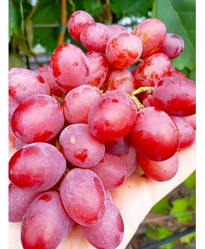 Виноград Красная роза | Купить виноград Красная роза фото 41