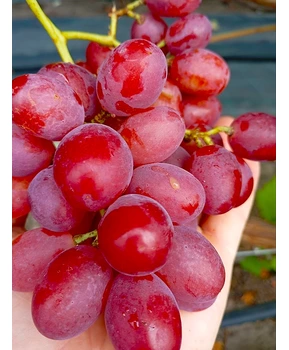 Виноград Красная роза | Купить виноград Красная роза фото 54