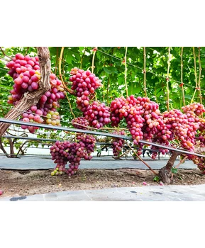 Виноград Красная роза | Купить виноград Красная роза фото 71