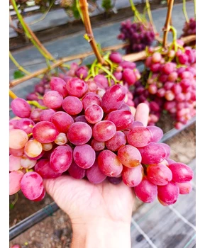 Виноград Красная роза | Купить виноград Красная роза фото 86