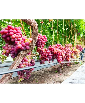 Виноград Красная роза | Купить виноград Красная роза фото 92