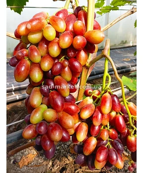 Виноград Шелковица | Купить виноград Шелковица фото 21