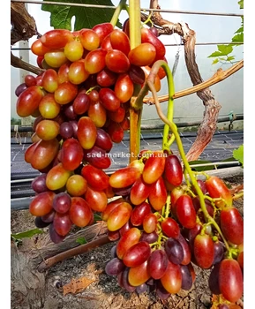 Виноград Шелковица | Купить виноград Шелковица фото 37