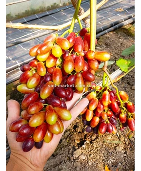 Виноград Шелковица | Купить виноград Шелковица фото 41