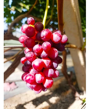 Виноград Вышиванка | Купить виноград Вышиванка фото 21