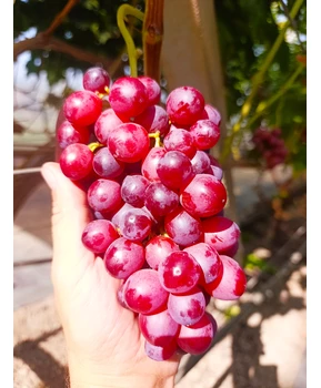 Виноград Вышиванка | Купить виноград Вышиванка фото 37