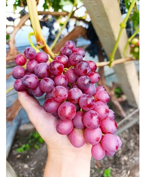 Виноград Вышиванка | Купить виноград Вышиванка фото 41