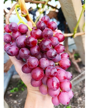 Виноград Вышиванка | Купить виноград Вышиванка фото 54