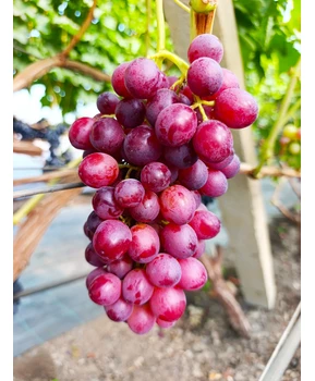 Виноград Вышиванка | Купить виноград Вышиванка фото 63