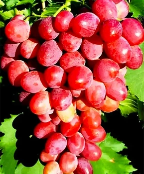 Виноград Вышиванка | Купить виноград Вышиванка фото 86