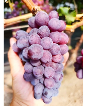 Виноград Подяка полякам | Купить виноград Подяка полякам фото 37