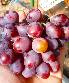 Виноград Подяка полякам | Купить виноград Подяка полякам фото 41