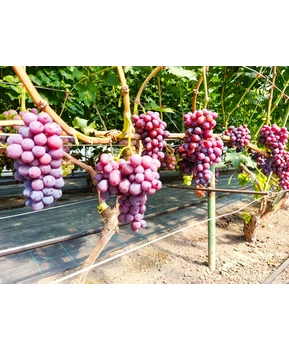 Виноград Подяка полякам | Купить виноград Подяка полякам фото 54