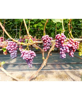 Виноград Подяка полякам | Купить виноград Подяка полякам фото 63