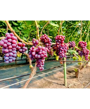 Виноград Подяка полякам | Купить виноград Подяка полякам фото 71