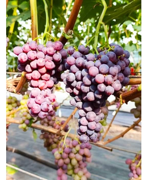 Виноград Красная Калина | Купить виноград Красная Калина фото 14