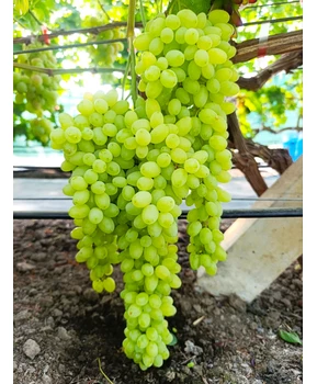 Виноград Ириска | Купить виноград Ириска фото 86