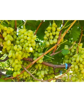 Виноград Арарат | Купить виноград Арарат фото 71